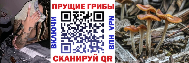 Псилоцибиновые грибы Cubensis  Купить где  Чердынь 